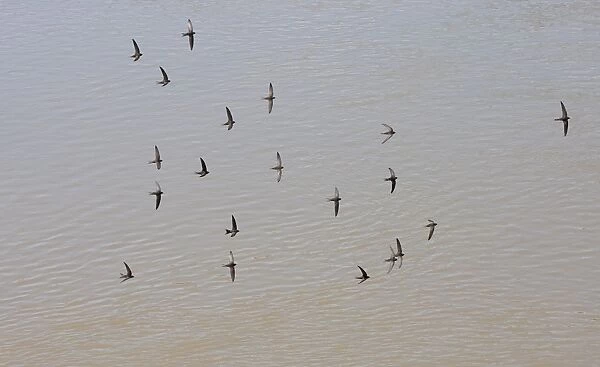 Common Swift (Apus apus) flock, in flight, screaming over water, Spain, june