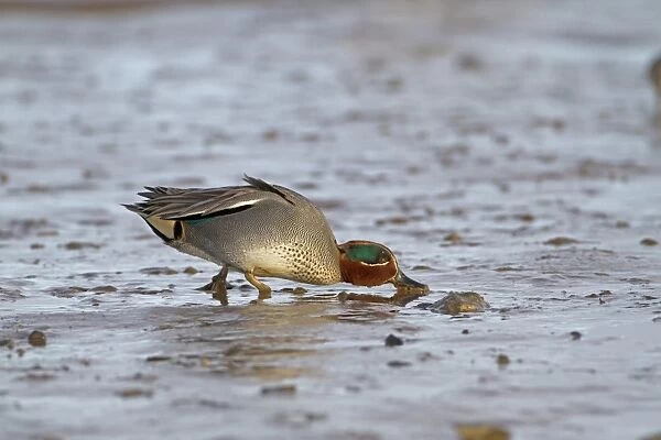 Common Teal (Anas crecca) adult male, feeding, dabbling in shallow water on mudflats, Norfolk, England, january
