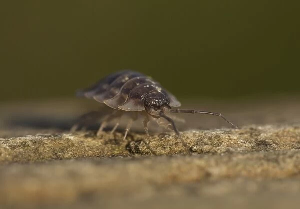 Common Woodlouse (Oniscus asellus) adult, Sheffield, South Yorkshire, England, January