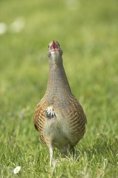 Corncrake (Crex crex) adult male, calling, standing on open ground, South Uist, Outer Hebrides, Scotland