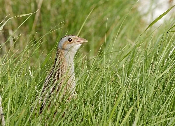 Corncrake (Crex crex) adult, standing amongst grass, North Uist, Outer Hebrides, Scotland, May
