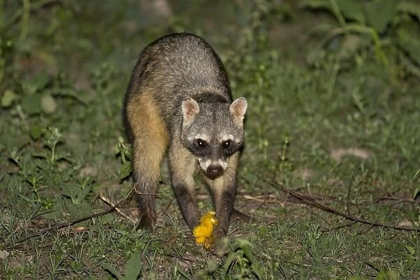 Crab-eating Raccoon (Procyon cancrivorus) adult, feeding on mango at night, Pantanal, Mato Grosso, Brazil