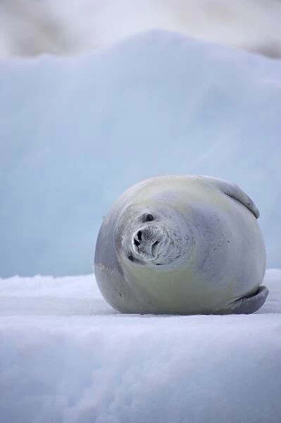 Crabeater Seal (Lobodon carcinophagus) adult, resting on ice floe, Lemaire Channel, Antarctic Peninsula, Antarctica
