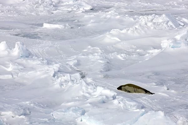 Crabeater Seal (Lobodon carcinophagus) adult, resting on snow covered pack ice, Weddell Sea, Antarctica, December