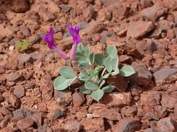 Crescent Milkvetch (Astragalus amphioxsys var. amphioxsys) flowering, young plant growing in desert