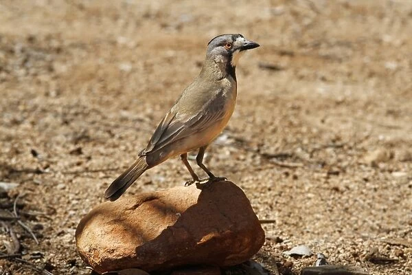Crested Bellbird (Oreoica gutturalis) adult, perched on rock, Red Centre, Northern Territory, Australia, September