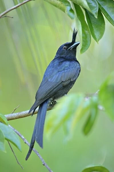 Crested Drongo (Dicrurus forficatus) adult, perched on branch in tree, Nosy Be, Madagascar