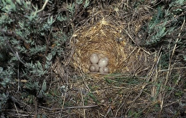 Crested Lark (Galerida cristata) nest with four eggs