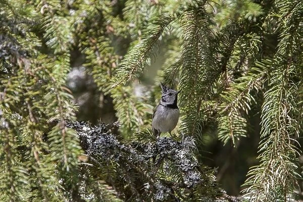 Crested Tit in pine forest - Bulgaria