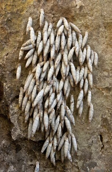 Cretan Door Snail (Albinaria inflata) group, aestivating on rock, Imbros Gorge, West Crete, Greece, April