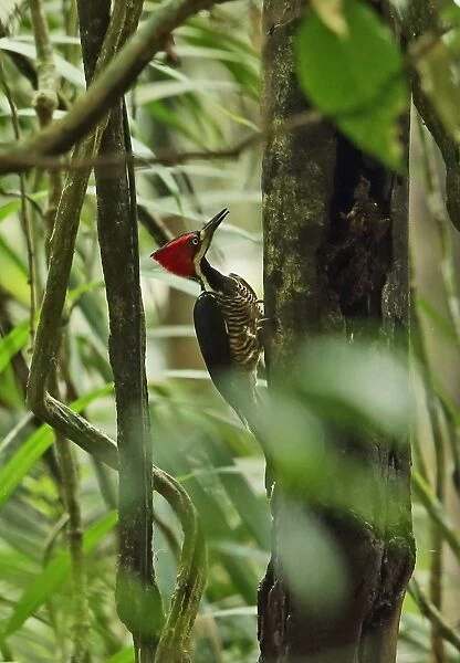 Crimson-crested Woodpecker (Campephilus melanoleucos malherbii) adult female, clinging to tree trunk, Canopy Tower