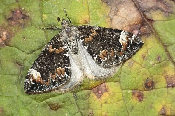Dark Marbled Carpet Moth (Chloroclysta citrata) adult, resting on leaf, Powys, Wales, august
