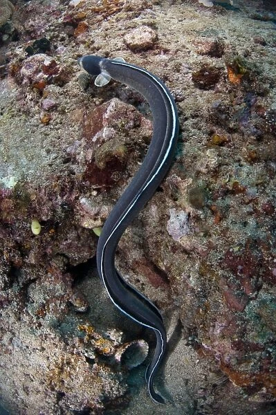 Dark-shouldered Snake-eel (Ophichthus cephalozona) adult, swimming over reef, Lembeh Straits, Sulawesi, Sunda Islands