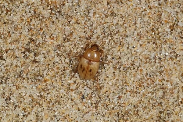 Darkling Beetle (Phaleria cadaverina) adult, under strandline debris on beach, Gower Peninsula, Glamorgan, Wales