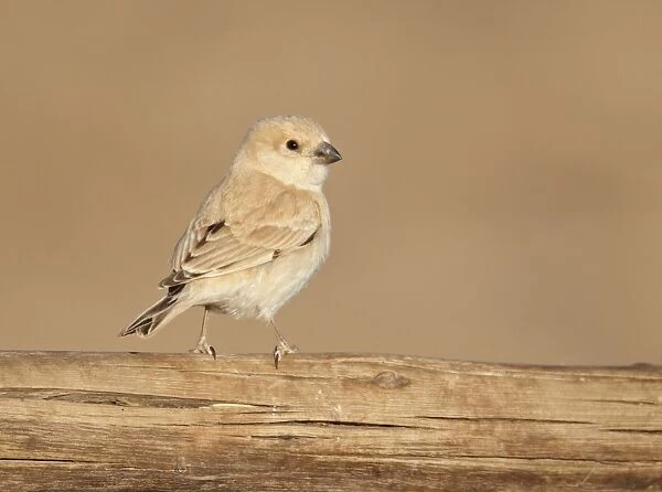 Desert Sparrow (Passer simplex) adult female, perched on wooden camel feeder, Erg Chebbi, Morocco, february