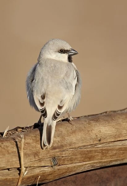 Desert Sparrow (Passer simplex) adult male, perched on wooden camel feeder, Erg Chebbi, Morocco, february