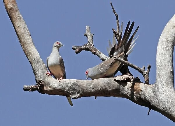 Diamond Dove (Geopelia cuneata) adult pair, male performing courtship display to female, Uluru-Kata Tjuta N. P