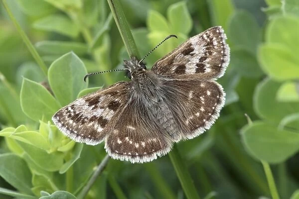Dingy Skipper (Erynnis tages) adult, resting on stem, Warwickshire, England, may