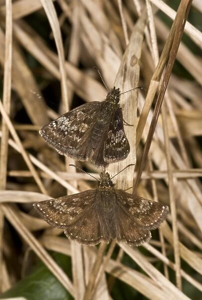 Dingy Skipper (Erynnis tages) adult pair, courting, French Pyrenees, France, June