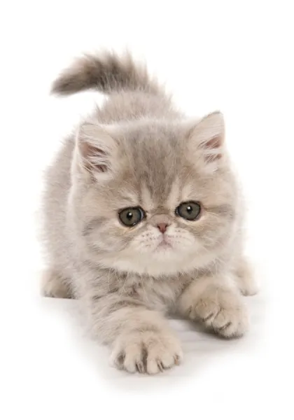 Domestic Cat, Exotic Shorthair, kitten, padding