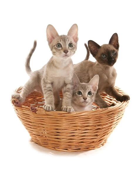 Domestic Cat, Tonkinese, blue tabby mink, three male kittens, in basket
