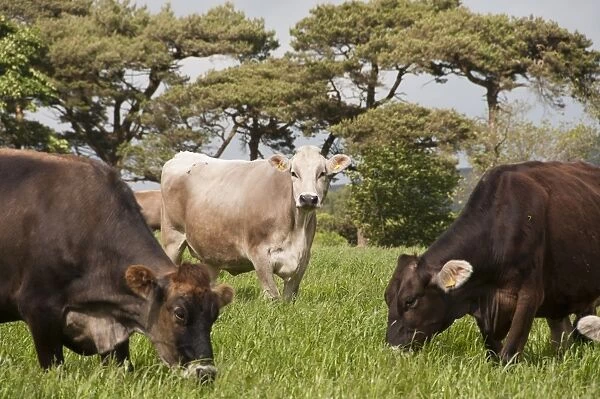 Domestic Cattle, Brown Swiss dairy cows, herd grazing in long grass, Whitewell, Clitheroe, Lancashire, England, may