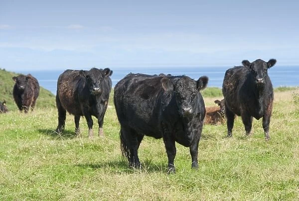 Domestic Cattle, Galloway cows and calf, standing in coastal pasture, Bride, Isle of Man, August