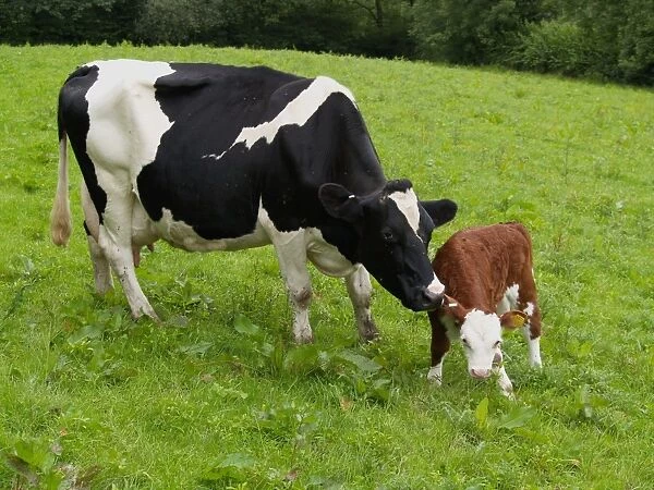 Domestic Cattle, Holstein Friesian cow with Hereford cross calf, standing in pasture, Devon, England