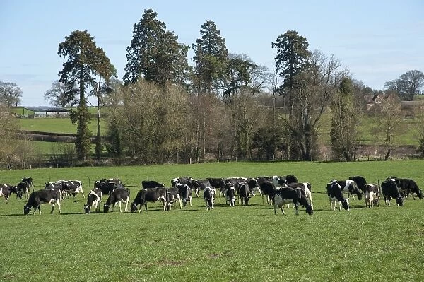 Domestic Cattle, Holstein Friesian dairy cows, herd wearing transponder collars, grazing in pasture, Shropshire