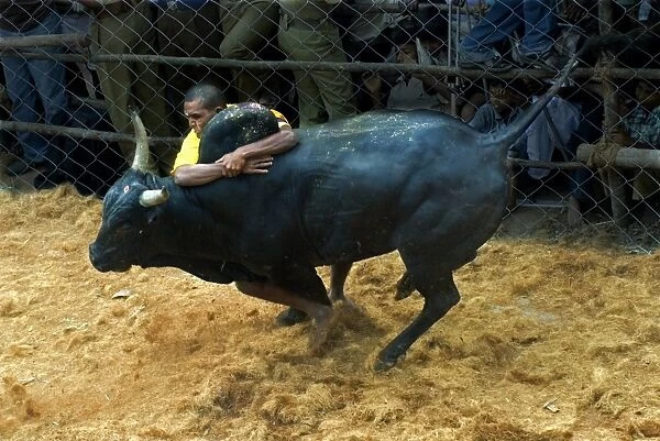 Domestic Cattle, Zebu (Bos indicus) bull, with man holding onto hump during Jallikattu or Taming the Bull ancient village sport, during Pongal harvest festival celebrations, Madurai, Tamil Nadu, India