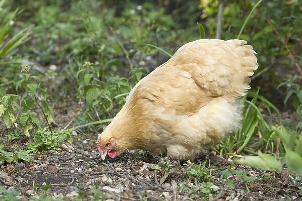 Domestic Chicken, Buff Orpington, freerange hen, foraging, Essex, England, august