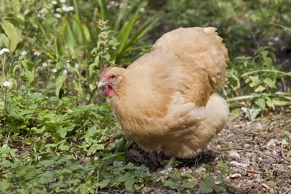 Domestic Chicken, Buff Orpington, freerange hen, walking, Essex, England, august