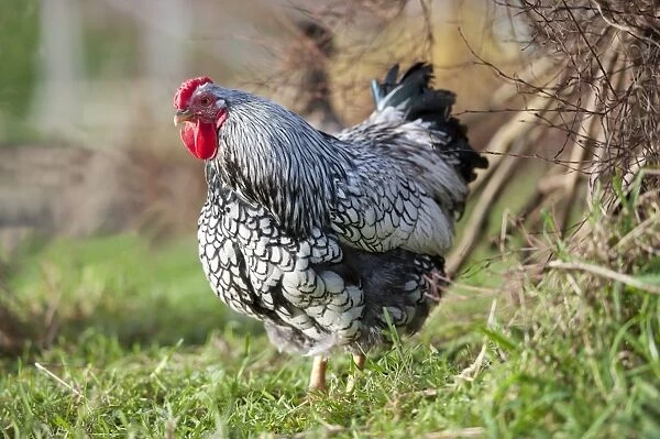Domestic Chicken, Silver-laced Wyandotte bantam cockerel, standing on grass, Whitewell, Lancashire, England, december