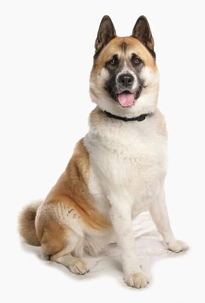 Domestic Dog, American Akita, adult female, sitting, with collar