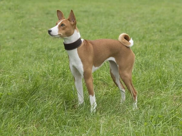 Domestic Dog, Basenji, juvenile female, nine-months old, wearing collar, standing on grass, Kingsland, Herefordshire