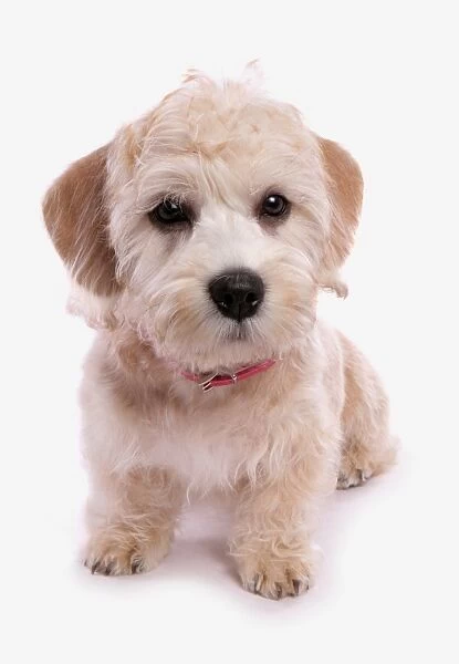 Domestic Dog, Dandie Dinmont Terrier, puppy, wearing collar, sitting
