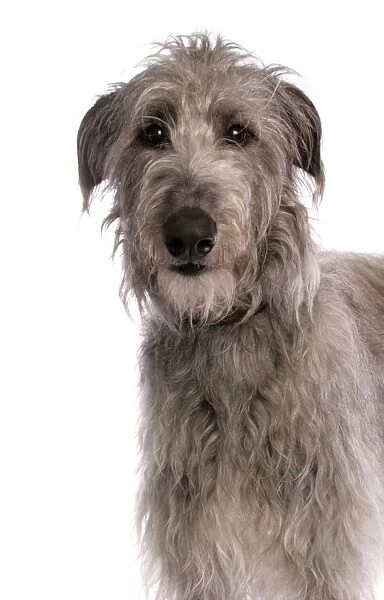 Domestic Dog, Deerhound, adult, close-up of head