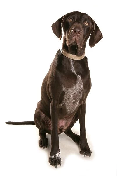 Domestic Dog, German Short-haired Pointer, adult male, sitting
