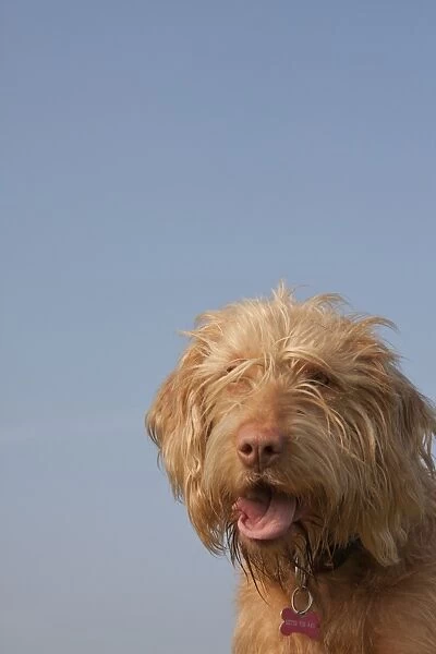 Domestic Dog, Hungarian Vizsla, wire-haired variety, juvenile, one-year old, close-up of head, panting, England, March