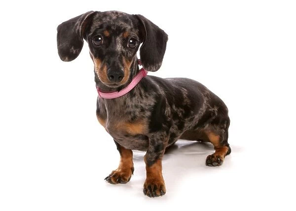 Domestic Dog, Smooth-haired Dachshund, adult female, sitting, with collar