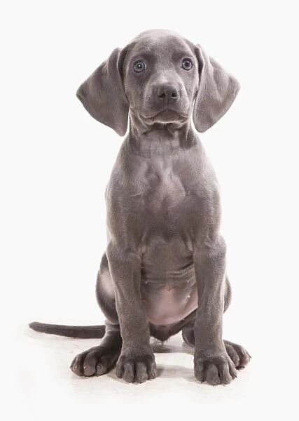 Domestic Dog, Weimaraner, blue short-haired variety, puppy, sitting