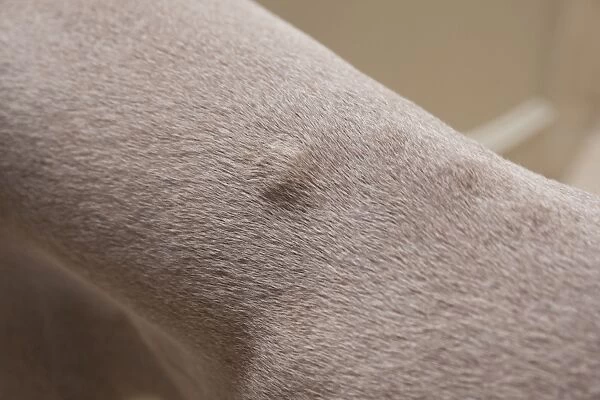 Domestic Dog, Weimaraner, short-haired variety, adult, close-up of cyst close to spine, England, January