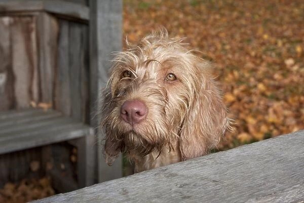 Domestic Dog, Wire-haired Hungarian Vizsla, female puppy, close-up of head, beside park shelter, England, october