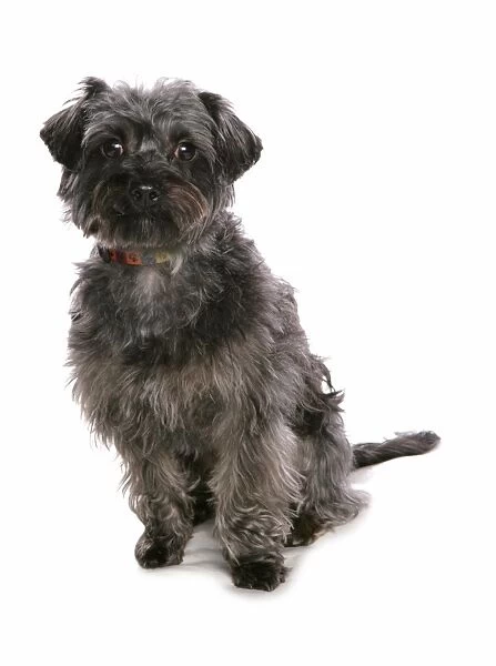 Domestic Dog, Yorkiepoo (Yorkshire Terrier x Poodle), adult female, sitting, with collar