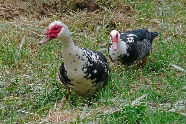 Domestic Duck, Muscovy Duck (Cairina moschata) adult male and female, walking, Baracina, Portalegre District, Alentejo, Portugal, april