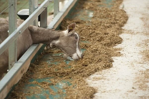 Domestic Goat, Toggenburg nanny, feeding at feed barrier in yard, Yorkshire, England, September