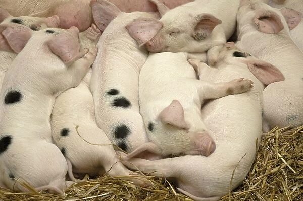 Domestic Pig, Gloucester Old Spot, piglets, sleeping, England