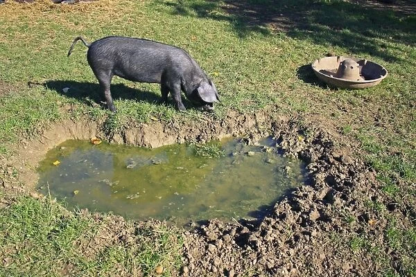 Domestic Pig, Large Black piglet, rooting beside wallow in paddock, Museum of East Anglian Life, Stowmarket, Suffolk, England, october