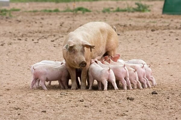 Domestic Pig, Large White x Landrace x Duroc, freerange sow with piglets, suckling, on outdoor unit, England, june