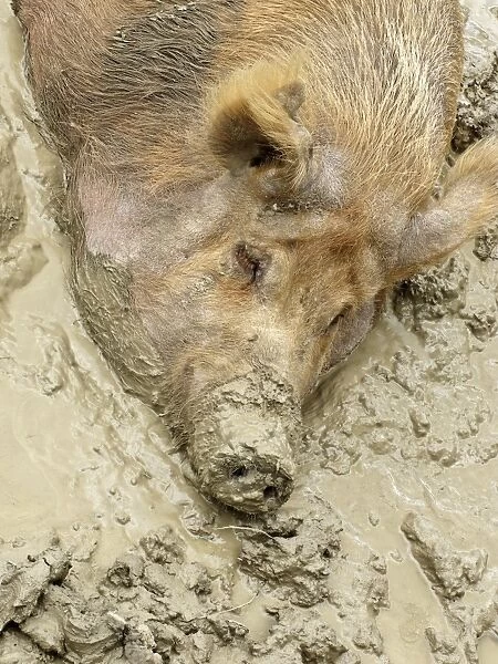 Domestic Pig, Tamworth, adult, close-up of head, wallowing in mud, Midlands, England, june